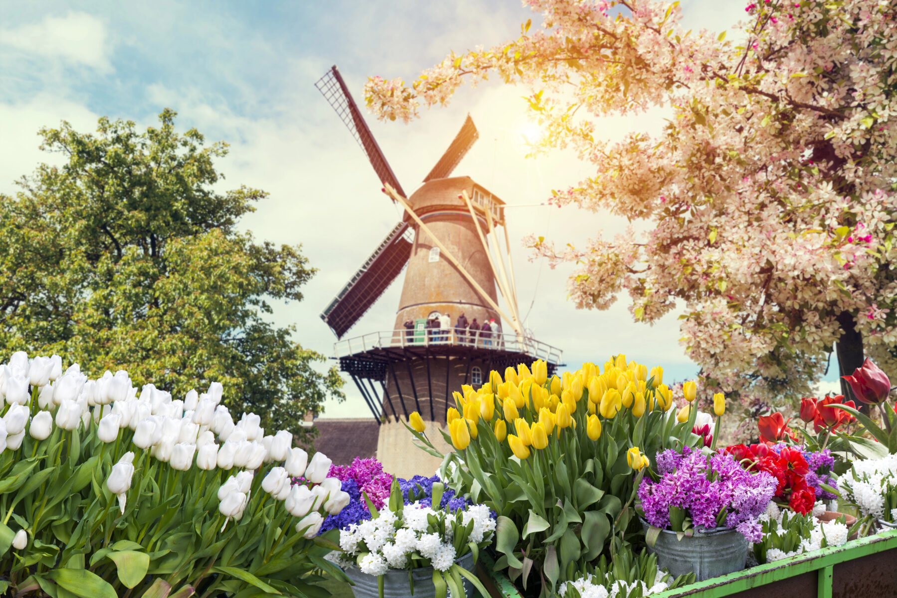 Tulpenblüte Holland Landschaft mit Tulpen, traditionellen holländischen Windmühlen und Häusern am Kanal in Zaanse Schans