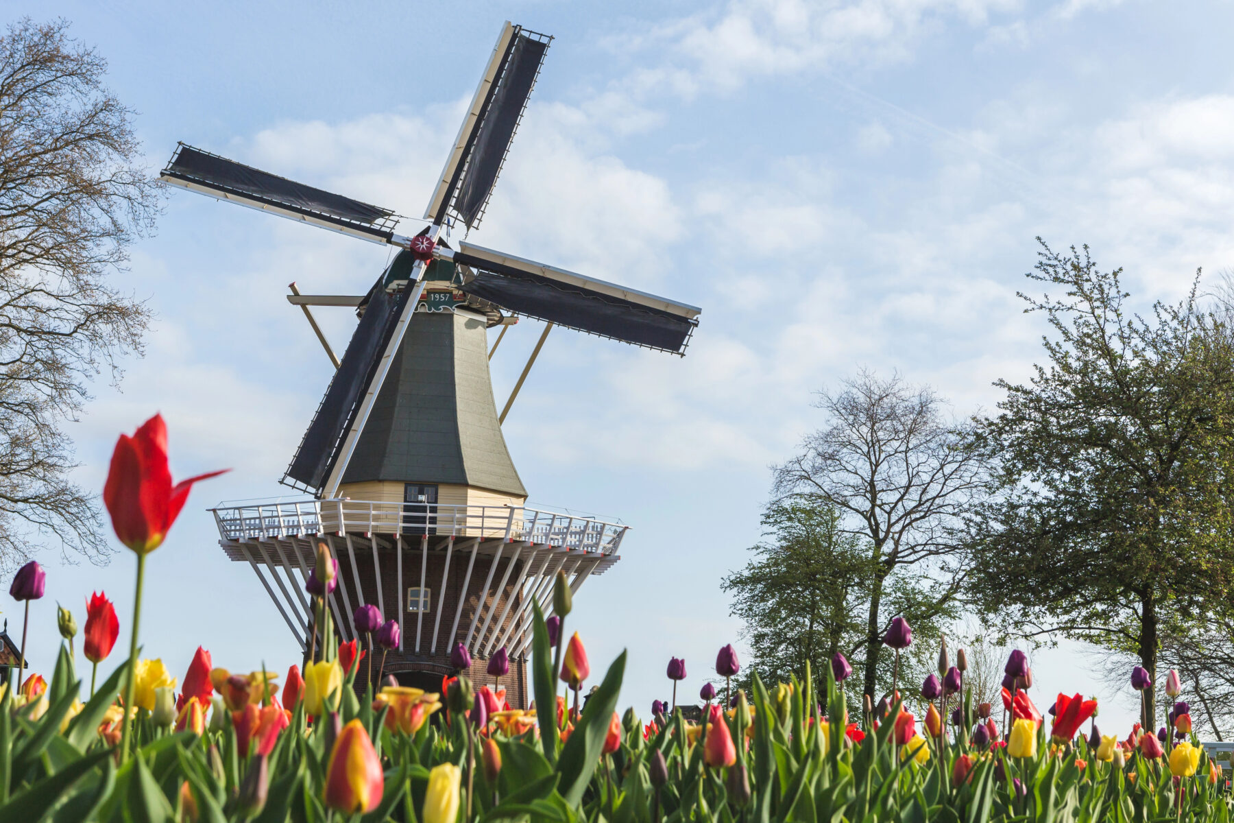 Tulpenblüte Holland Windmühle und Tulpen im Keukenhof-Garten in Südholland