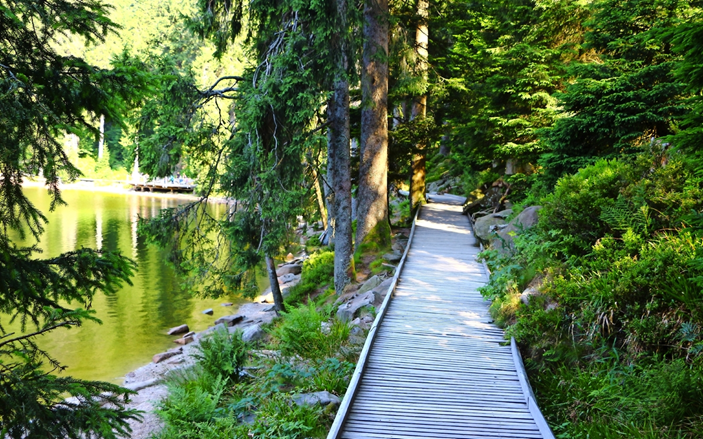 Laufweg durch den Schwarzwald
