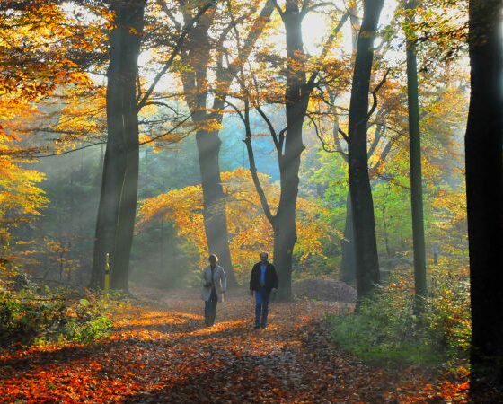 Rundum-Sorglos-Wandern am Alfsee