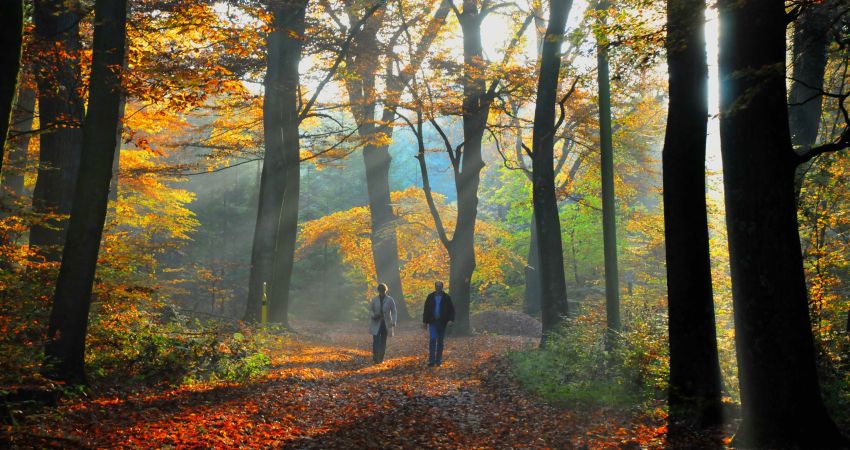 Rundum-Sorglos-Wandern am Alfsee